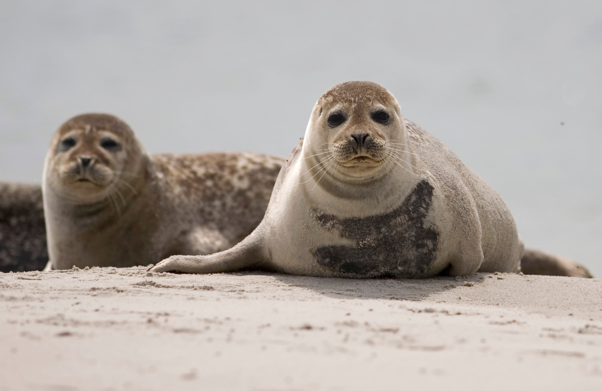 Robben am Wattenmeer