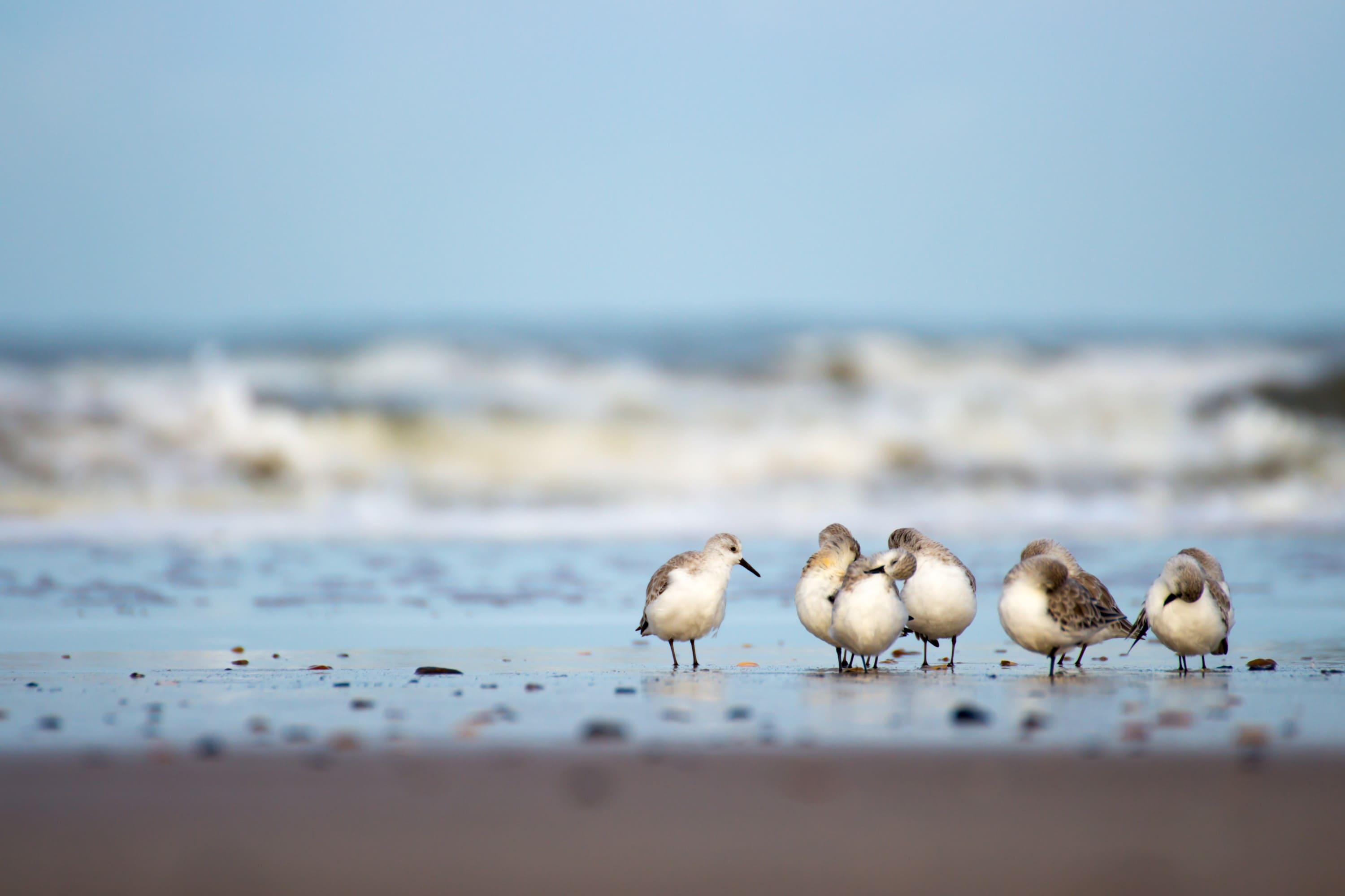 Voegel am Wattenmeer