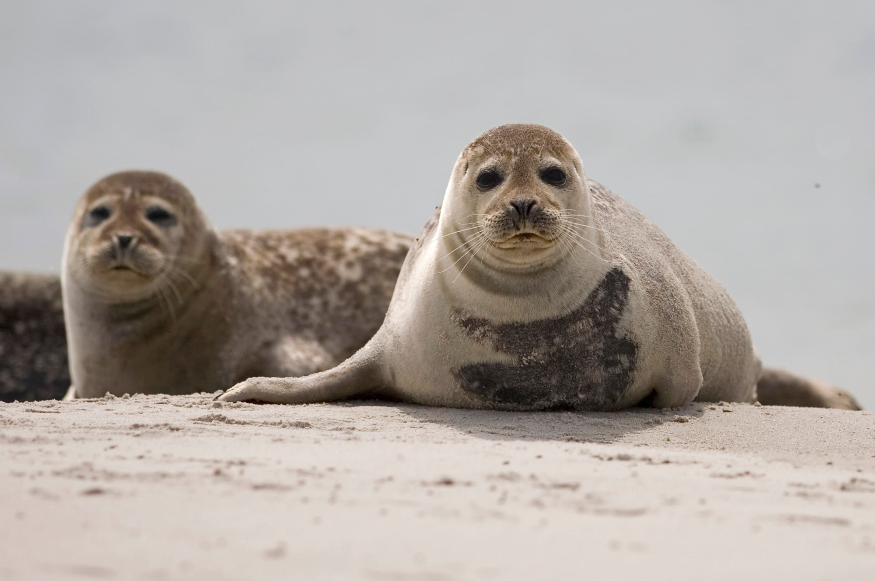 Robben auf dem Wattenmeer