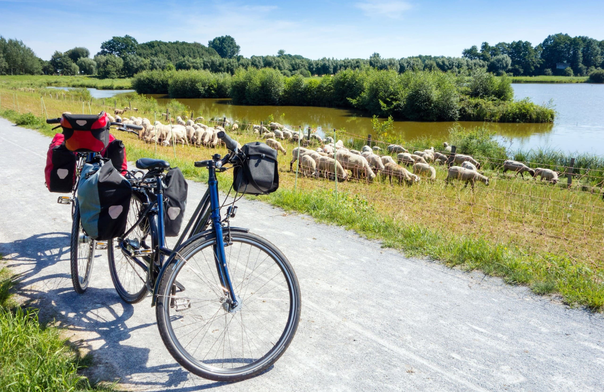 Fahrrad neben Wiese mit Schafen